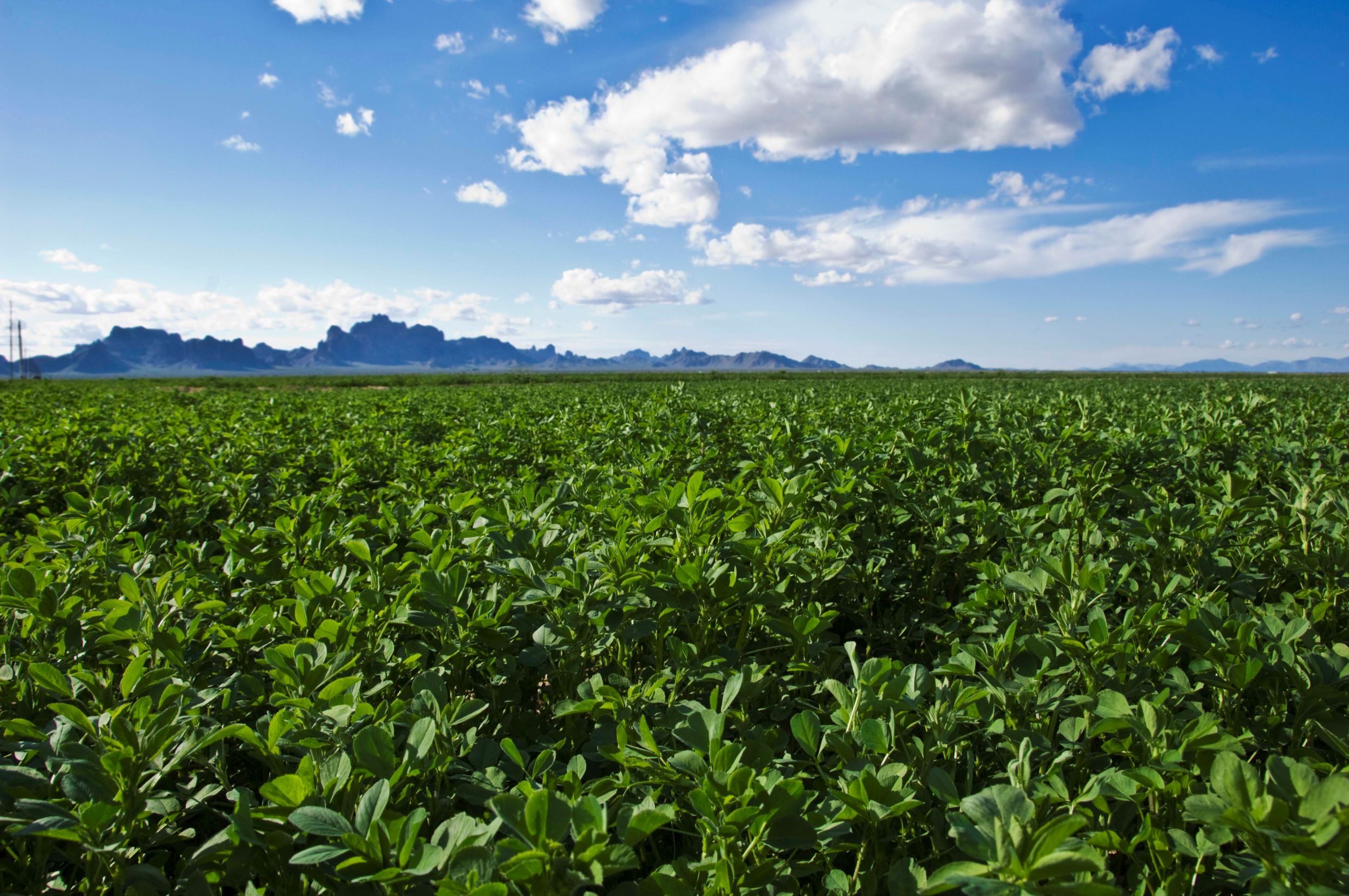 an alfalfa field with mountains in the background