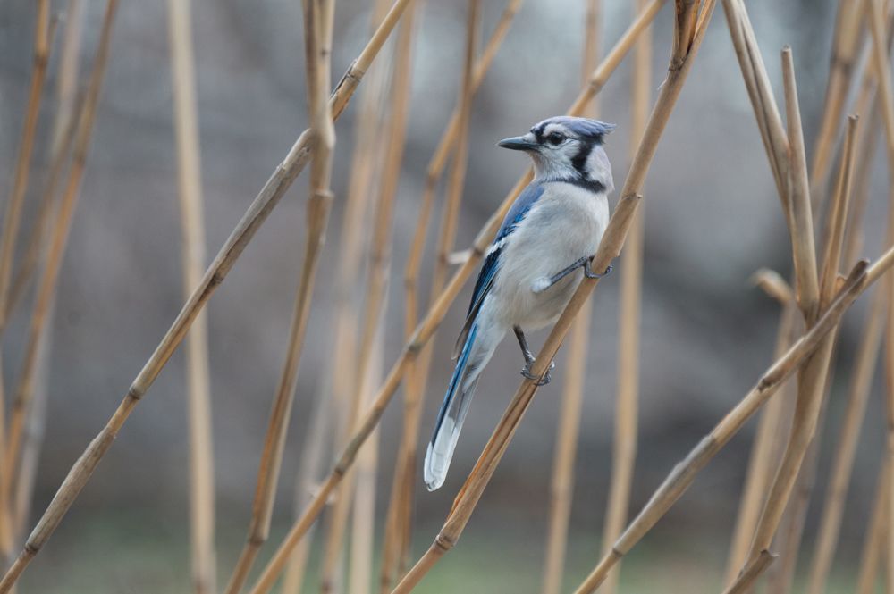 Blue Jay, climate change, spring