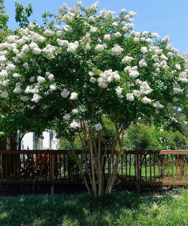 Crepe myrtle care and growing guide: tips for these trees | Homes & Gardens