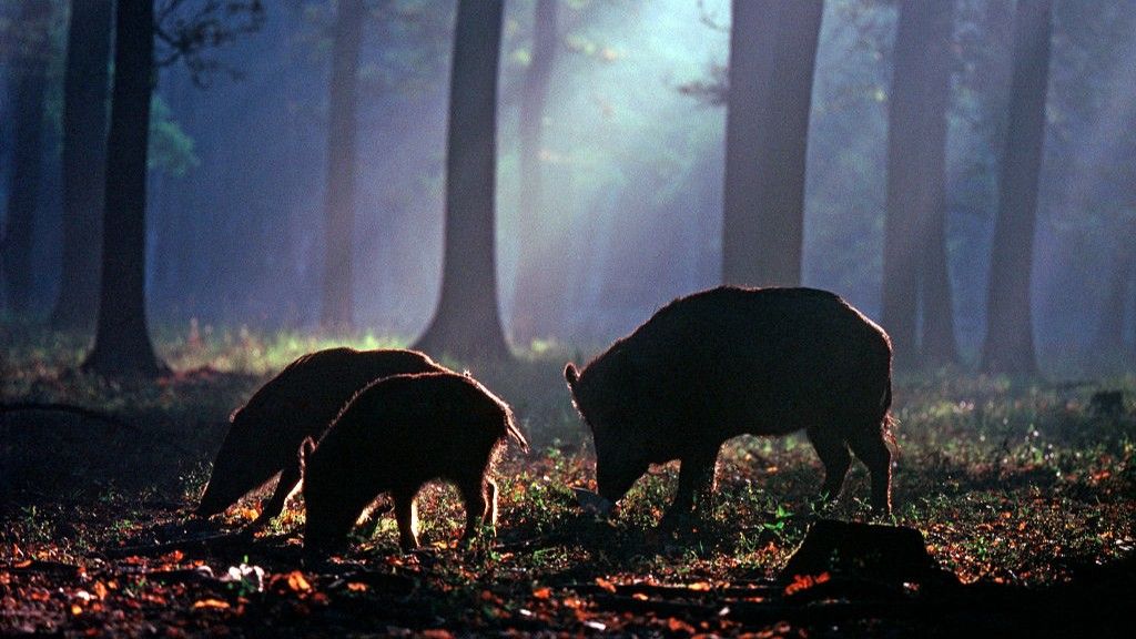  We got evidence of boars, deer, bears, aurochs: Ancient DNA reveals sunken realm Doggerland had habitable forests during the last ice age 