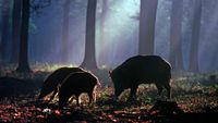 Three wild boar rooting around in a forest with low light.