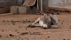 The illegal trade of donkey skins has been highlighted in a new report