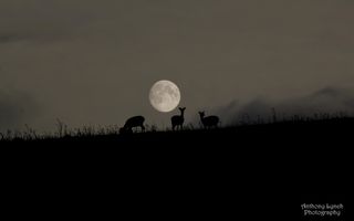 Astrophotographer Anthony Lynch sent in this photo of the Harvest Moon, September 2013, taken at Phoenix Park in Dublin, Ireland.