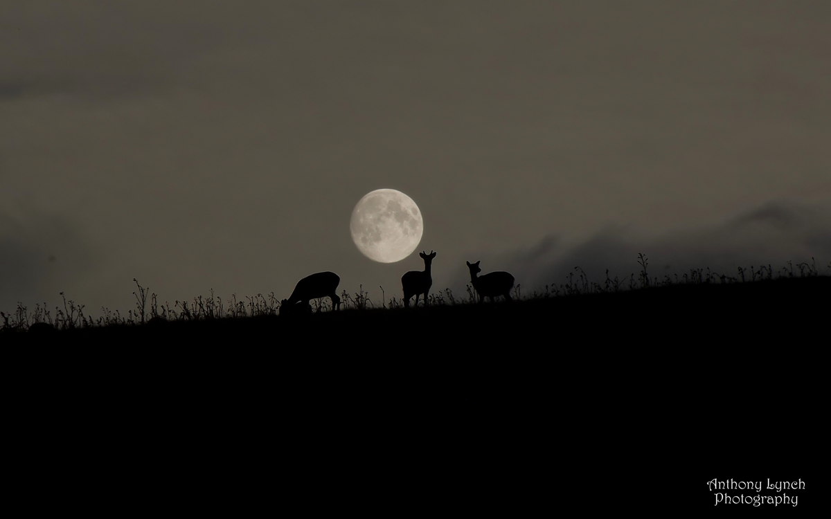 Harvest Moon 2022: When and how to see September's full moon | Space