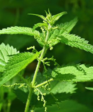 Stinging nettles are good for attracting pollinators and beneficial insects and also help deter skunks