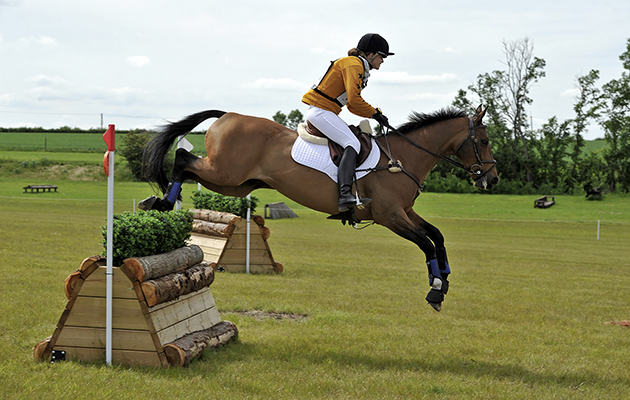 8082k-copyWebHorseHound.jpg