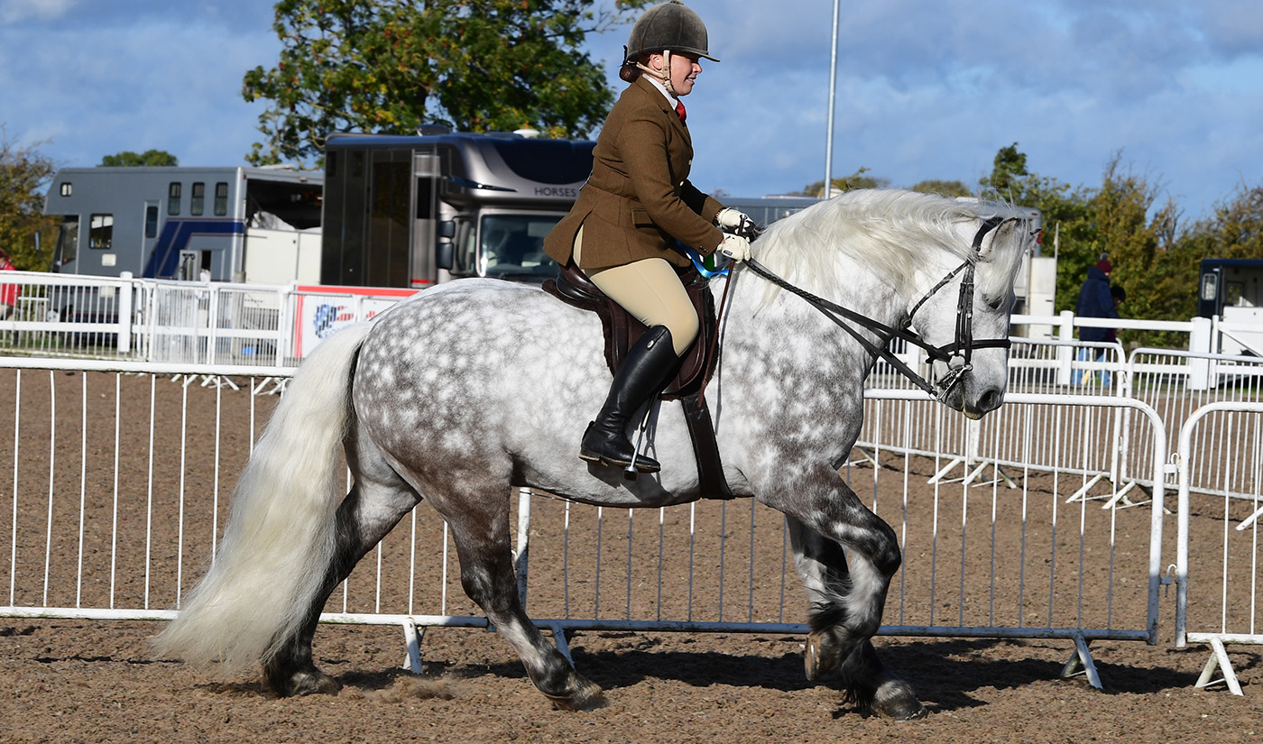 Heritage Show 15.10.22Cl. 82 F/H/D1st No. 227 Dunedin Mascot
