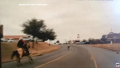 A cowboy chases a runaway steer through Weatherford, Texas