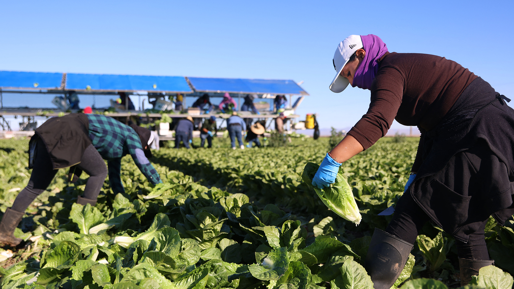 Farm workers harvest lettuce at a field in Brawley, California