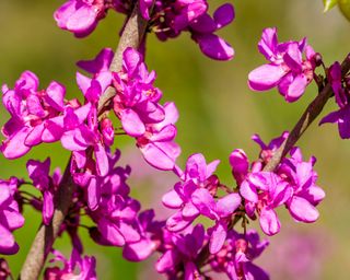 Chinese Redbud (Cercis chinensis) in bloom