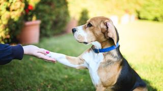 dog shaking owners hand in garden