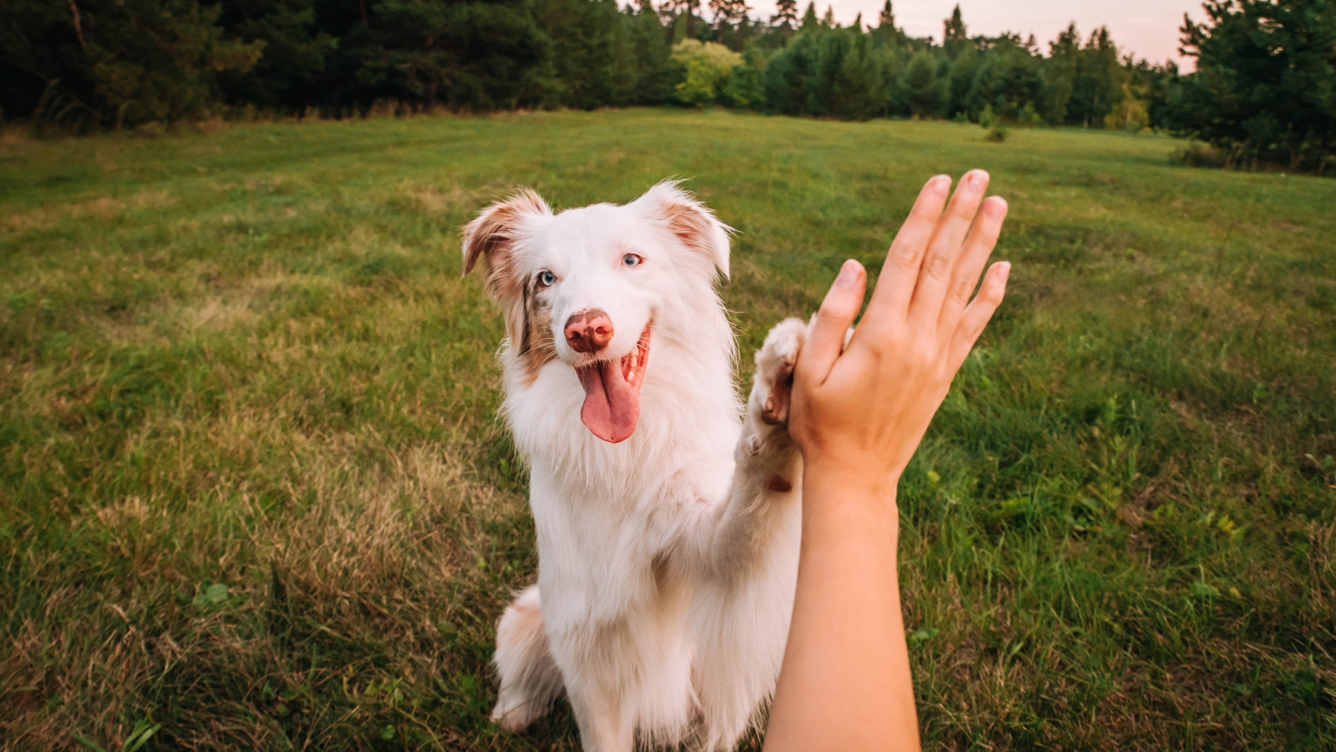 A dog giving their owner a high five