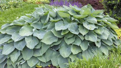 A large healthy looking hosta