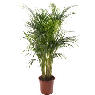 Areca Palm