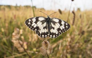 Marbled White butterfly