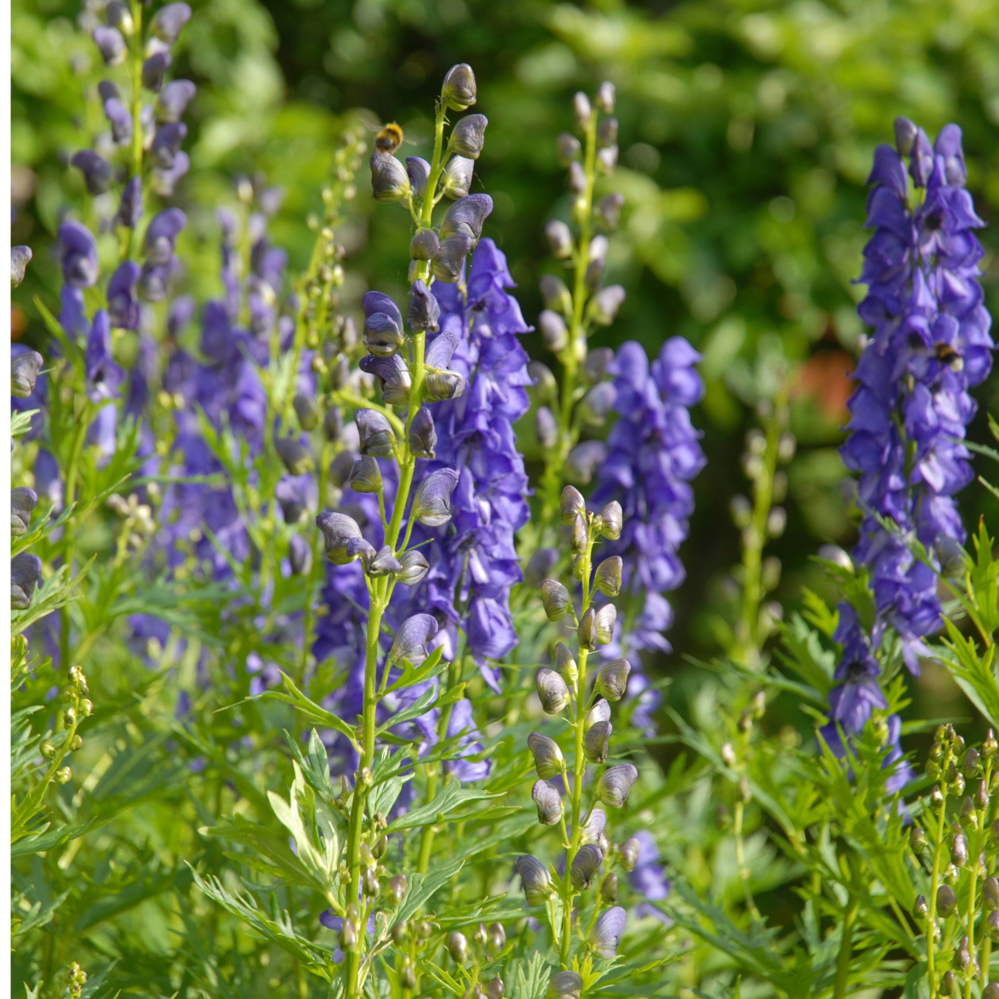 Monkshood or wolfsbane growing in garden