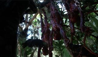 Skinned Humans strung up in the jungle in The Predator