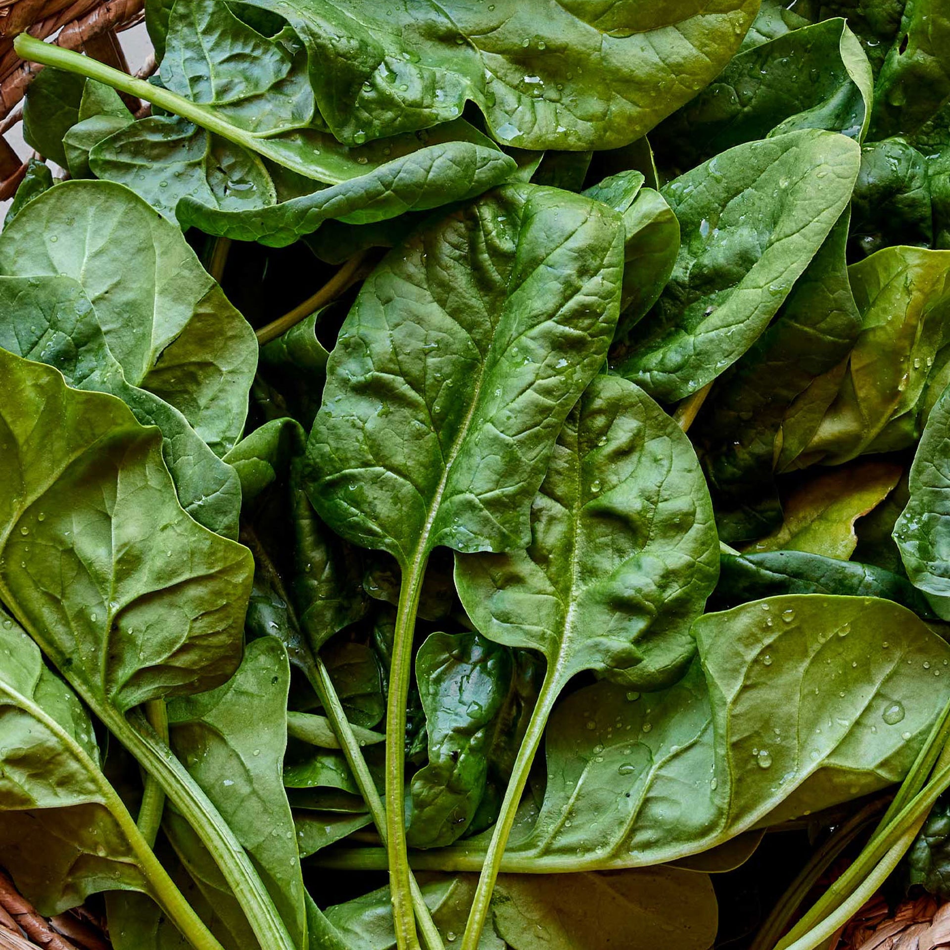 Space Spinach - 300 Seeds
