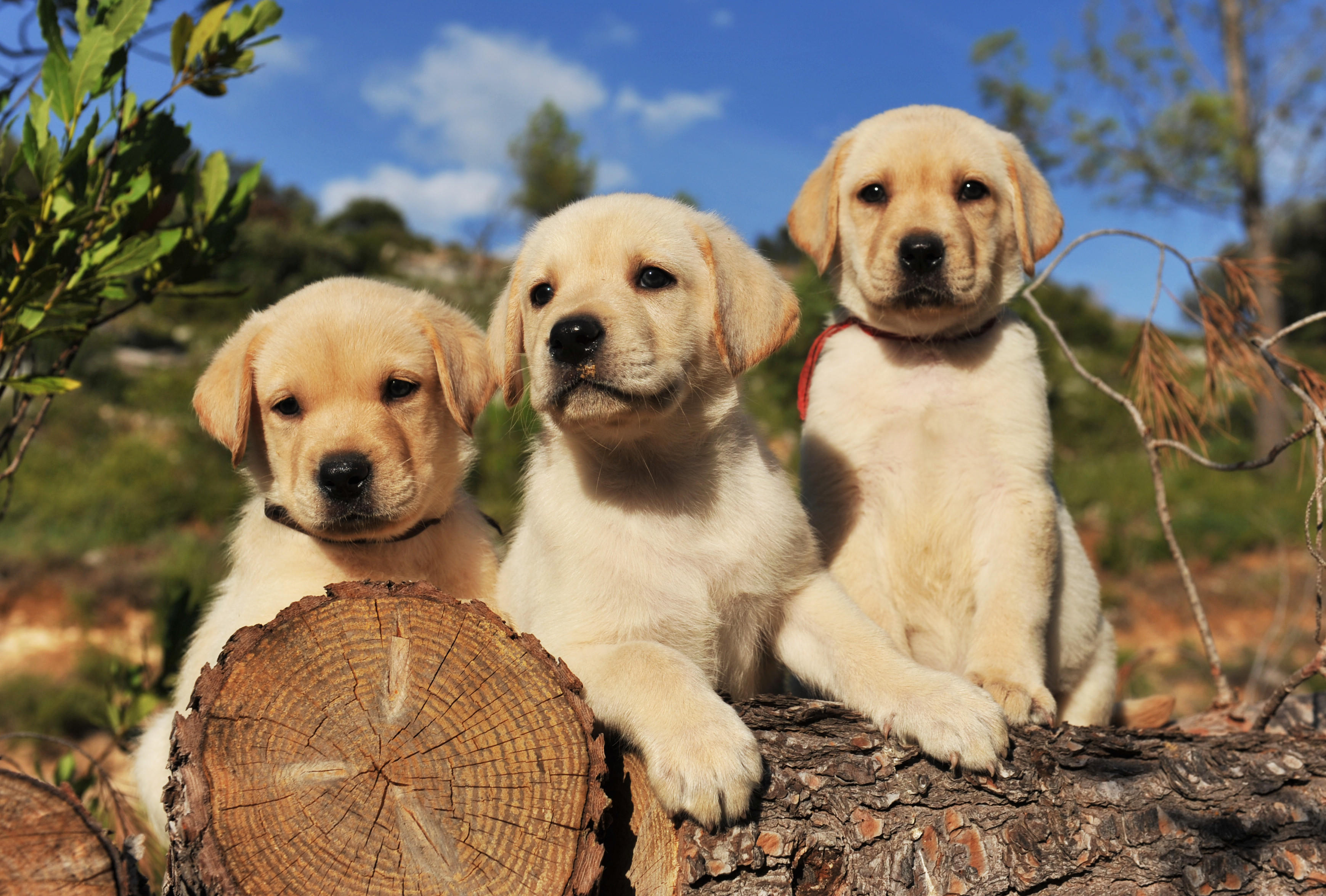 Labrador puppies sitting on a log