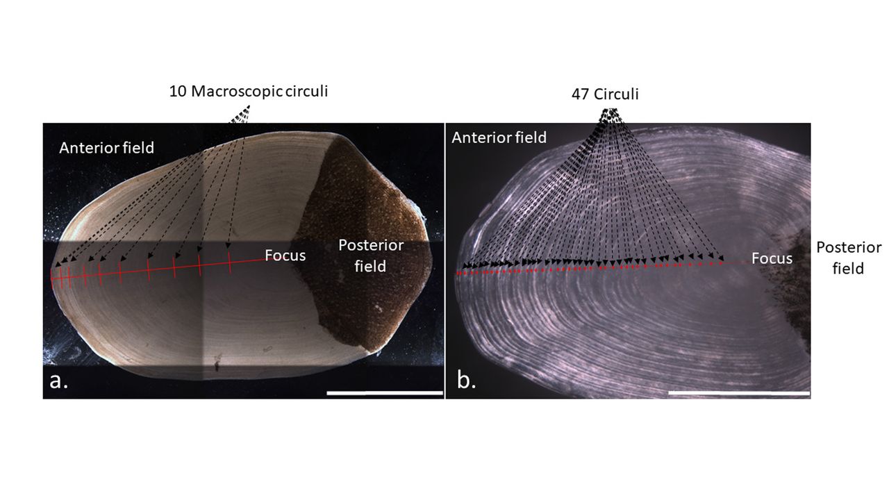 The same coelacanth scale, of a female caught in 1954, analyzed with different microscopes. On the left (a) the scale is shown with transmitted light microscopy, which only shows some circuli. On the right (b), the scale is analyzed with polarized light microscopy, which shows more detail.