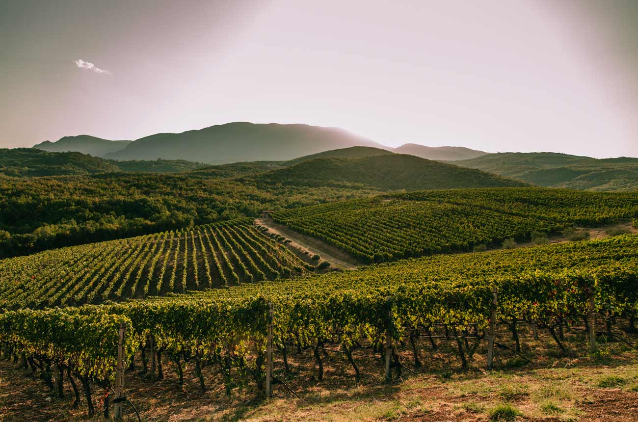 Kir-Yianni's sunny hillside vineyards