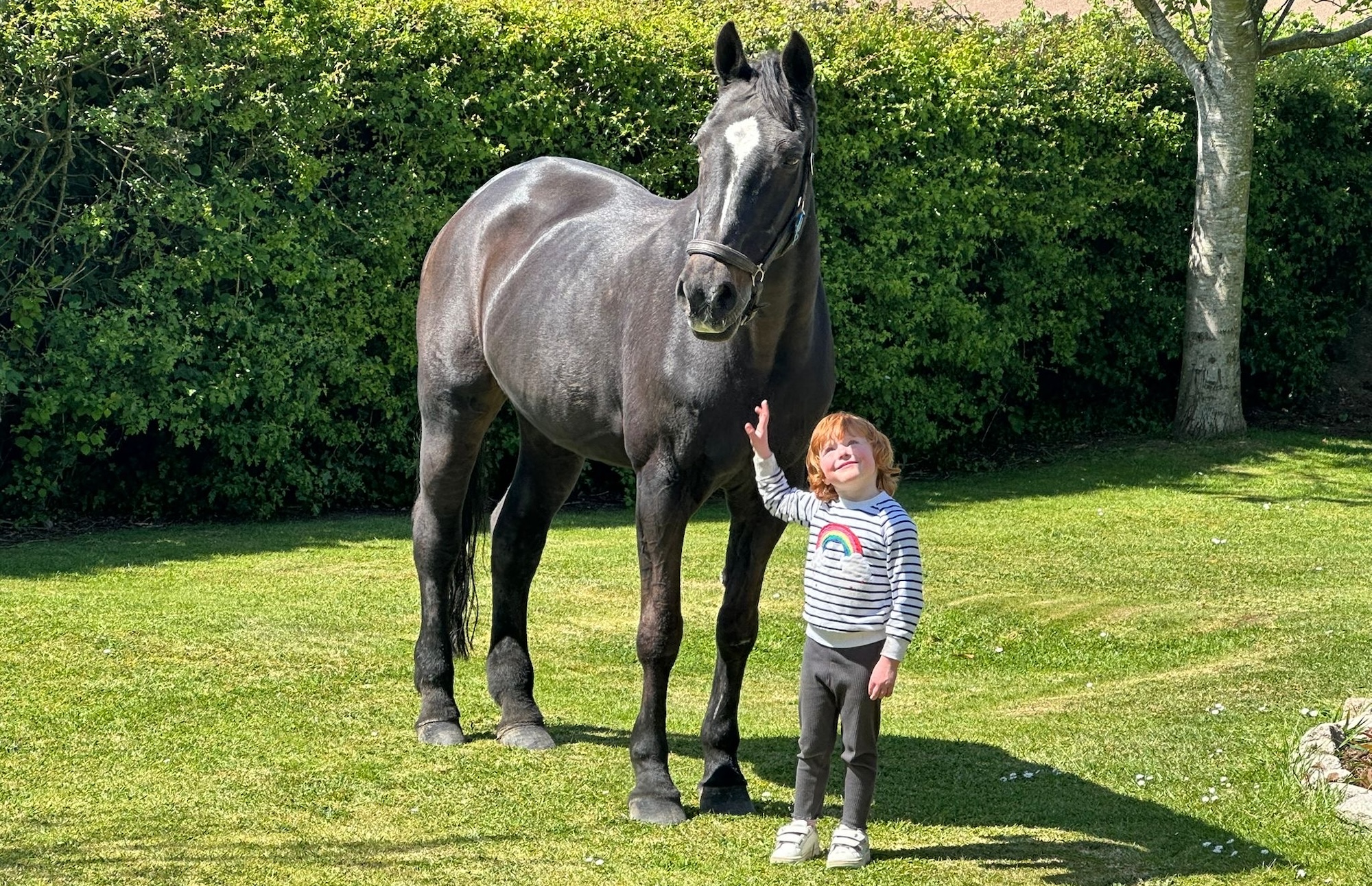A young girl holds showjumping horse Karmijn on a lawn