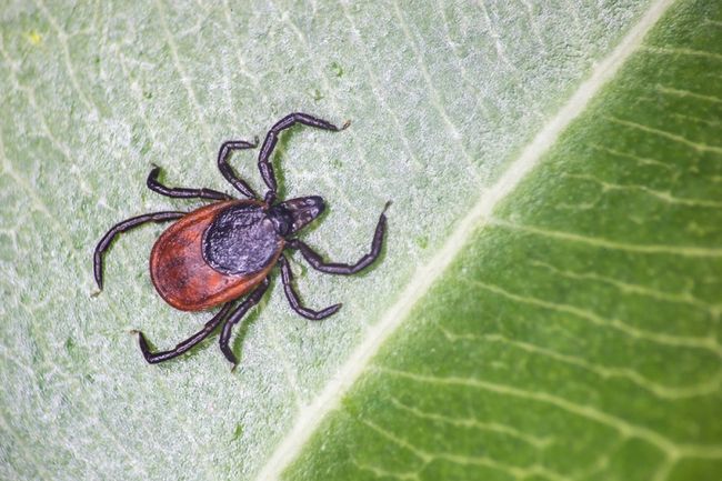 New Virus Infecting People in China, and Ticks May Be the Culprit ...