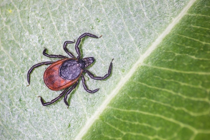 The taiga tick, shown above, was found to harbor a newly-discovered virus in China.