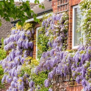 Wisteria plant growing up front of red brick building