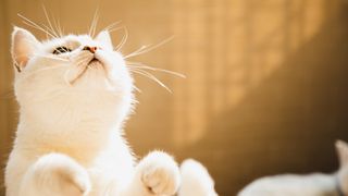 White cat lifts his paws up playfully as he looks happy