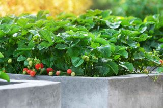 concrete raised bed with strawberries