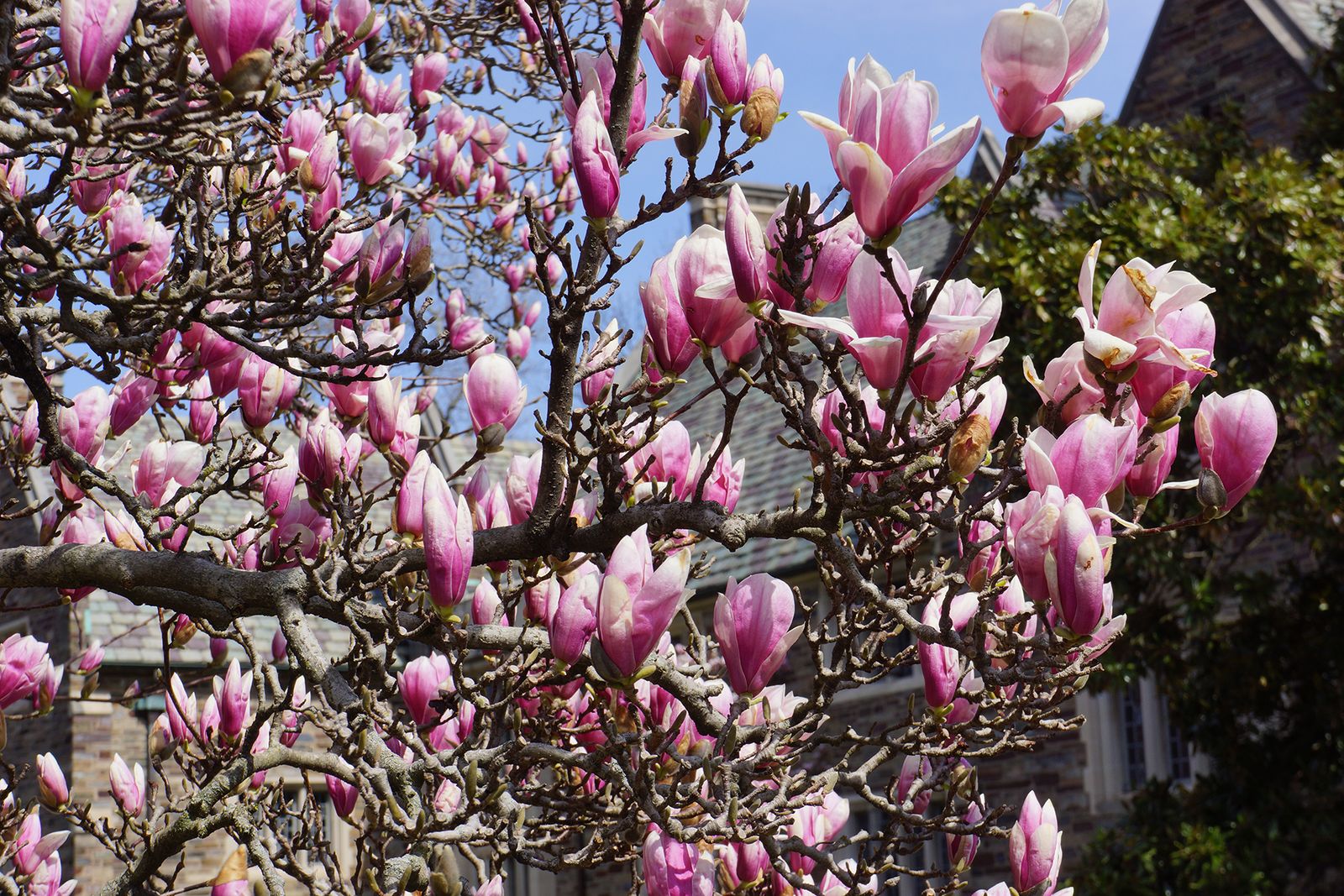 Best fast-growing trees: 10 trees for creating size at speed | Homes ...