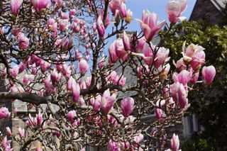 Magnolias flowering on the campus of Princeton University, New Jersey
