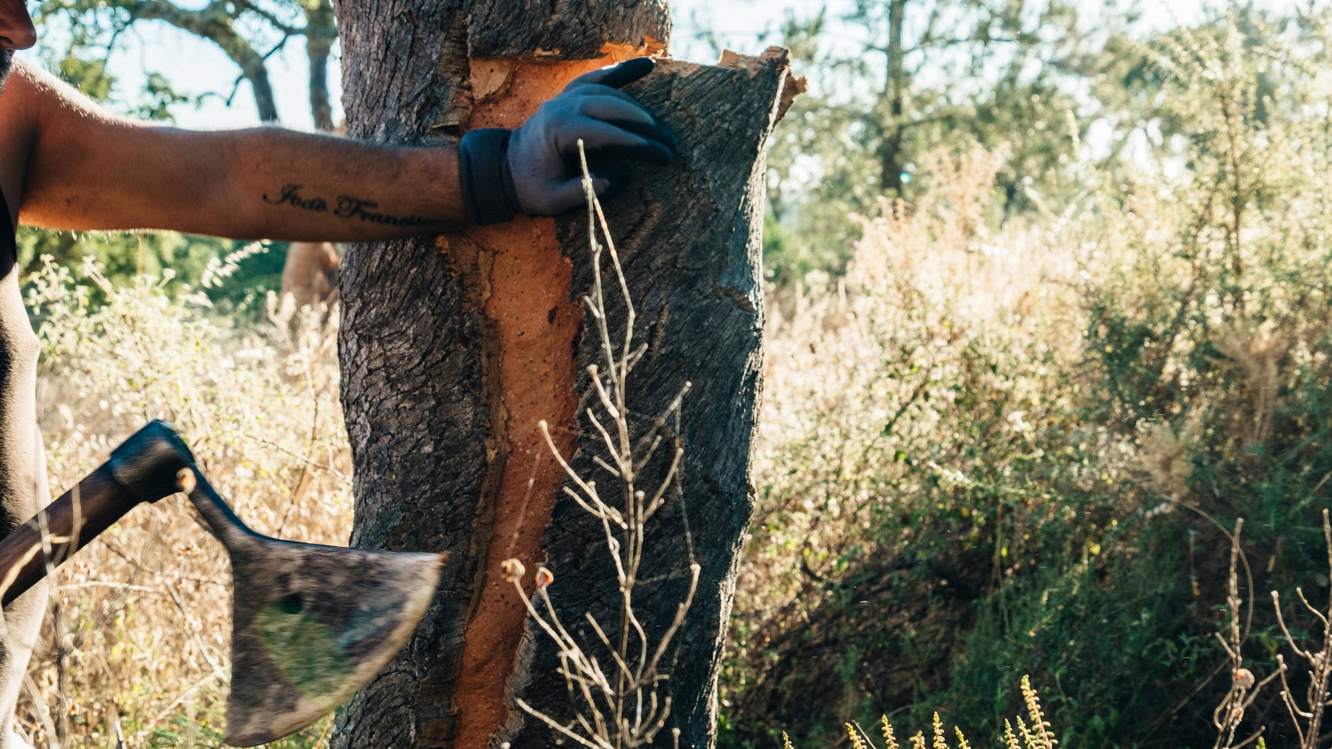 A forestry worker removes the bark from a cork tree using an axe.
