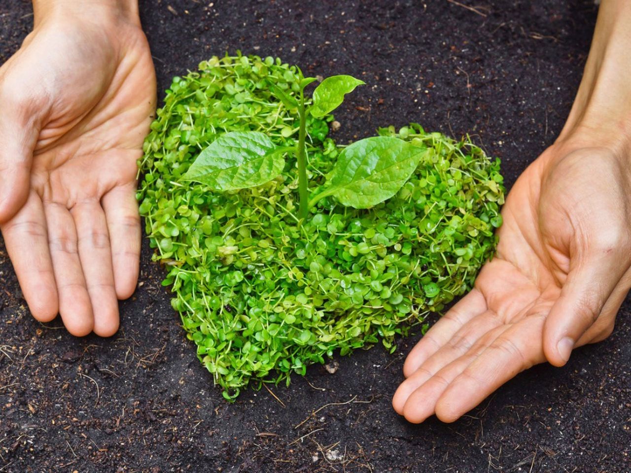 Green Plant In The Shape Of A Heart