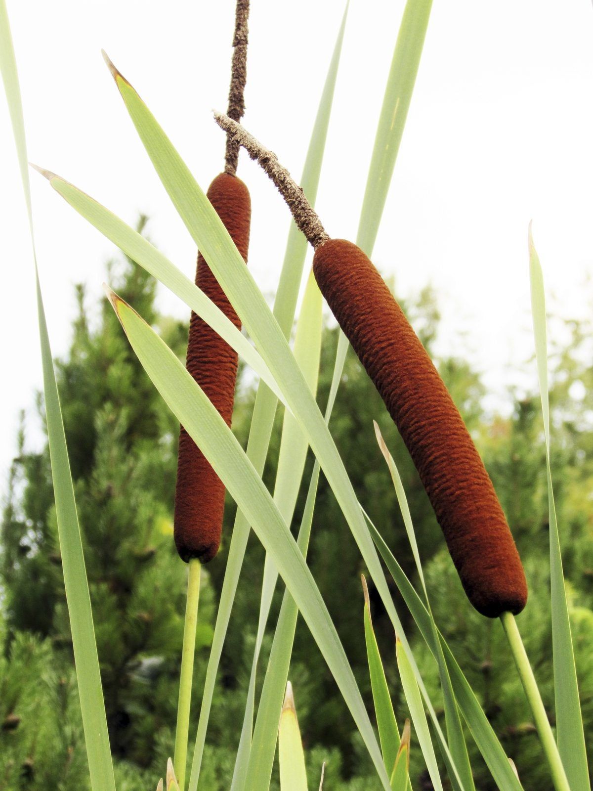 edible cattail