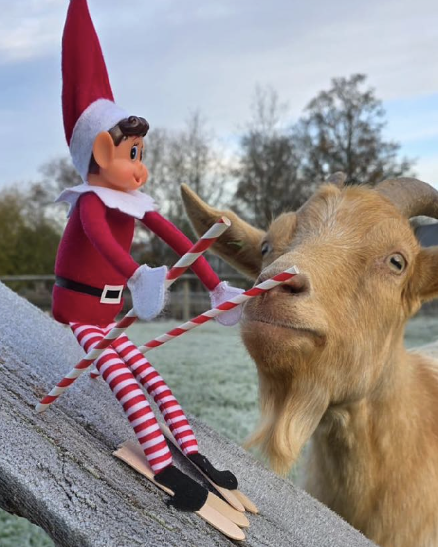 A goat sniffing an elf on the shelf riding on skis