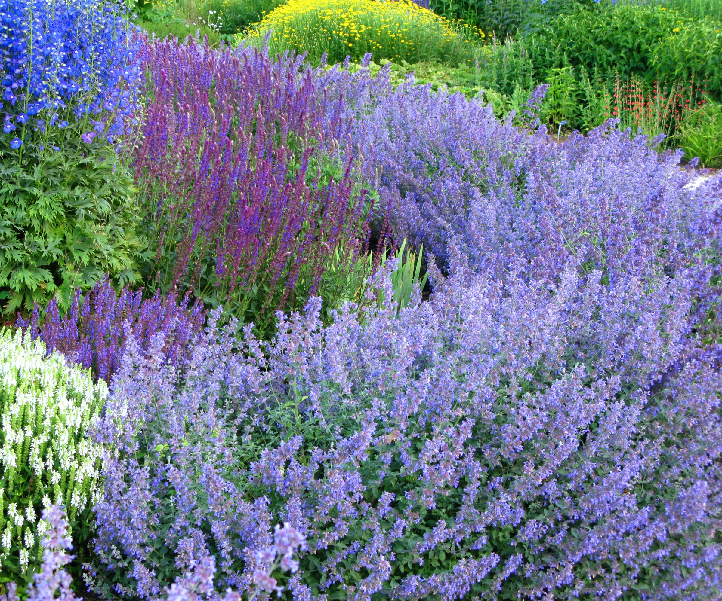 catmint plants with pale purple flower heads