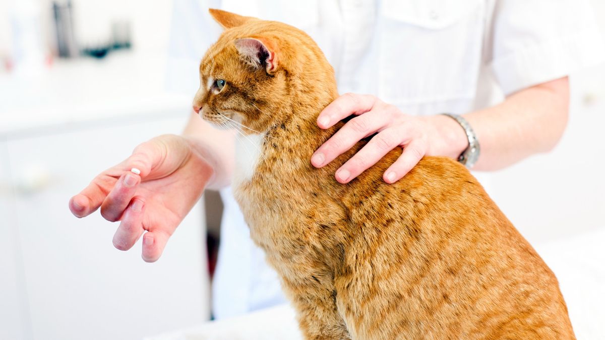 Cat being given pill by vet