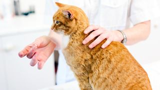 Cat being given pill by vet