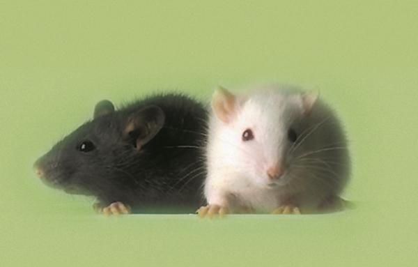 Mice are popular research models because they have practically all the same life processes as humans and, because of their small size and short generation times, are easily raised in labs.