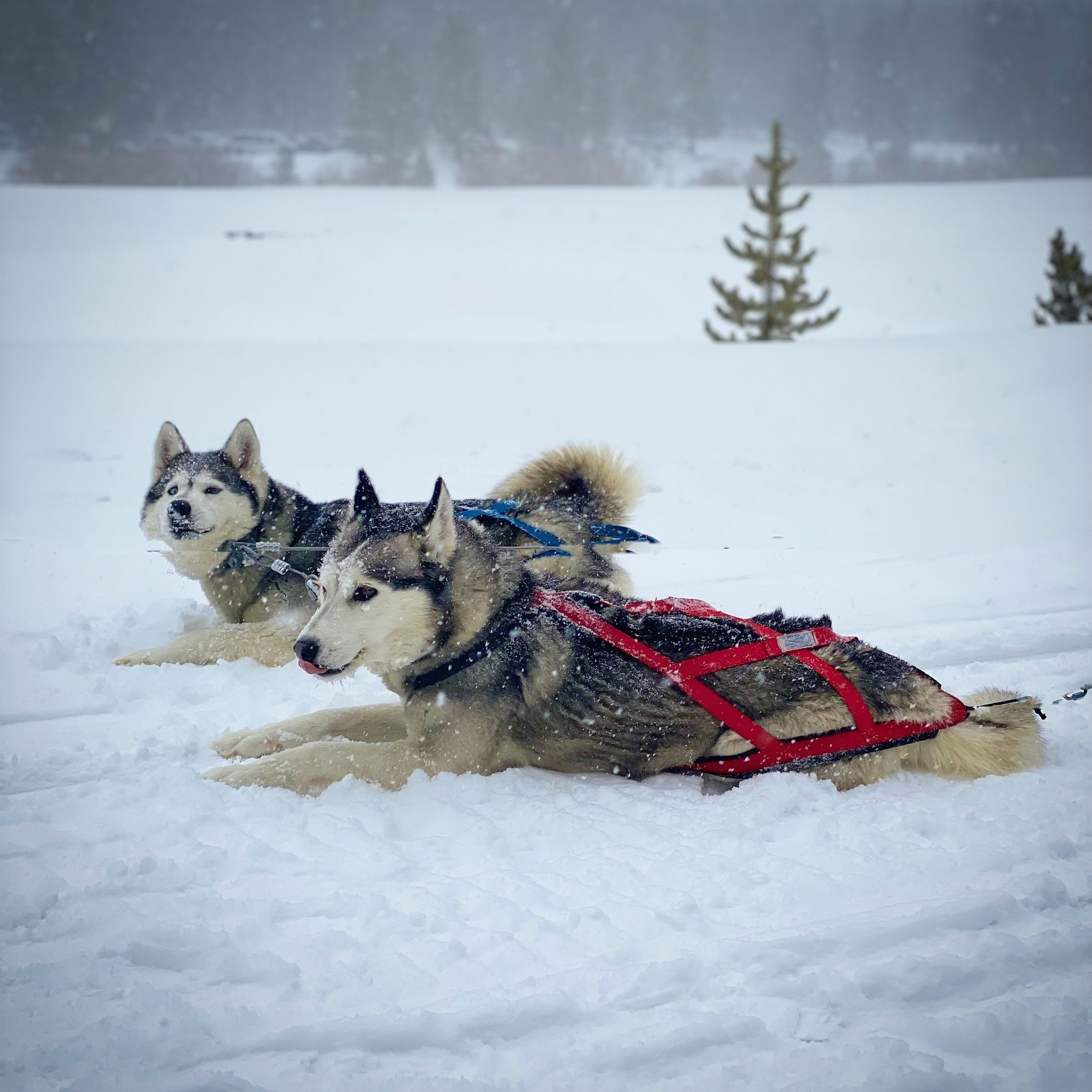 GuruShots - February 2026