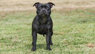 Black staffordshire bull terrier