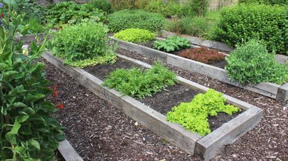 Raised garden beds in a vegetable garden