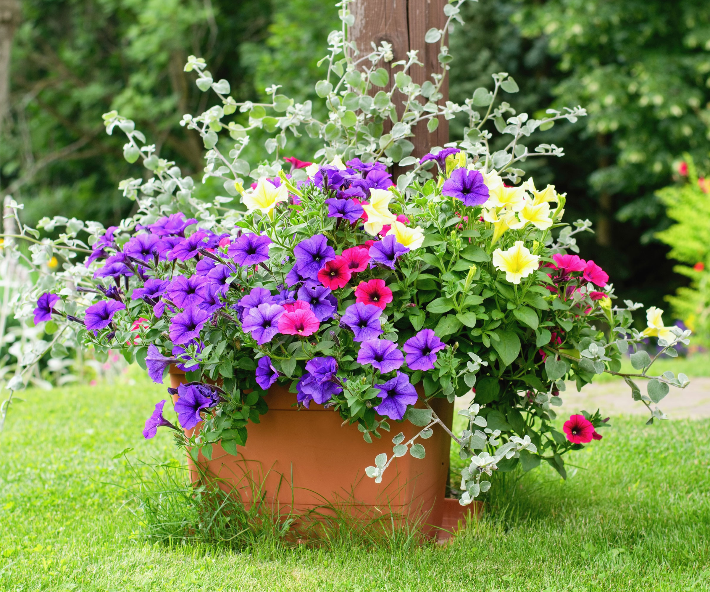 mixed annuals in thriller filler spiller container in garden