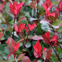 Photinia × fraseri 'Little Red Robin' |  £19.99 at Crocus
