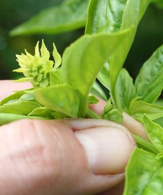 Pinching out the flowering tip of a basil plant