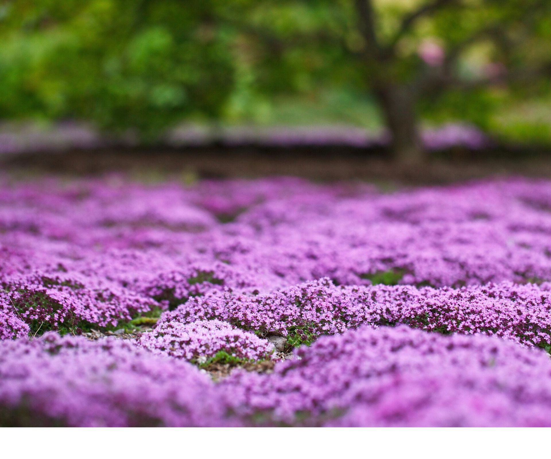 Creeping Thyme Lawn