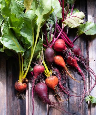 colorful beetroot harvest