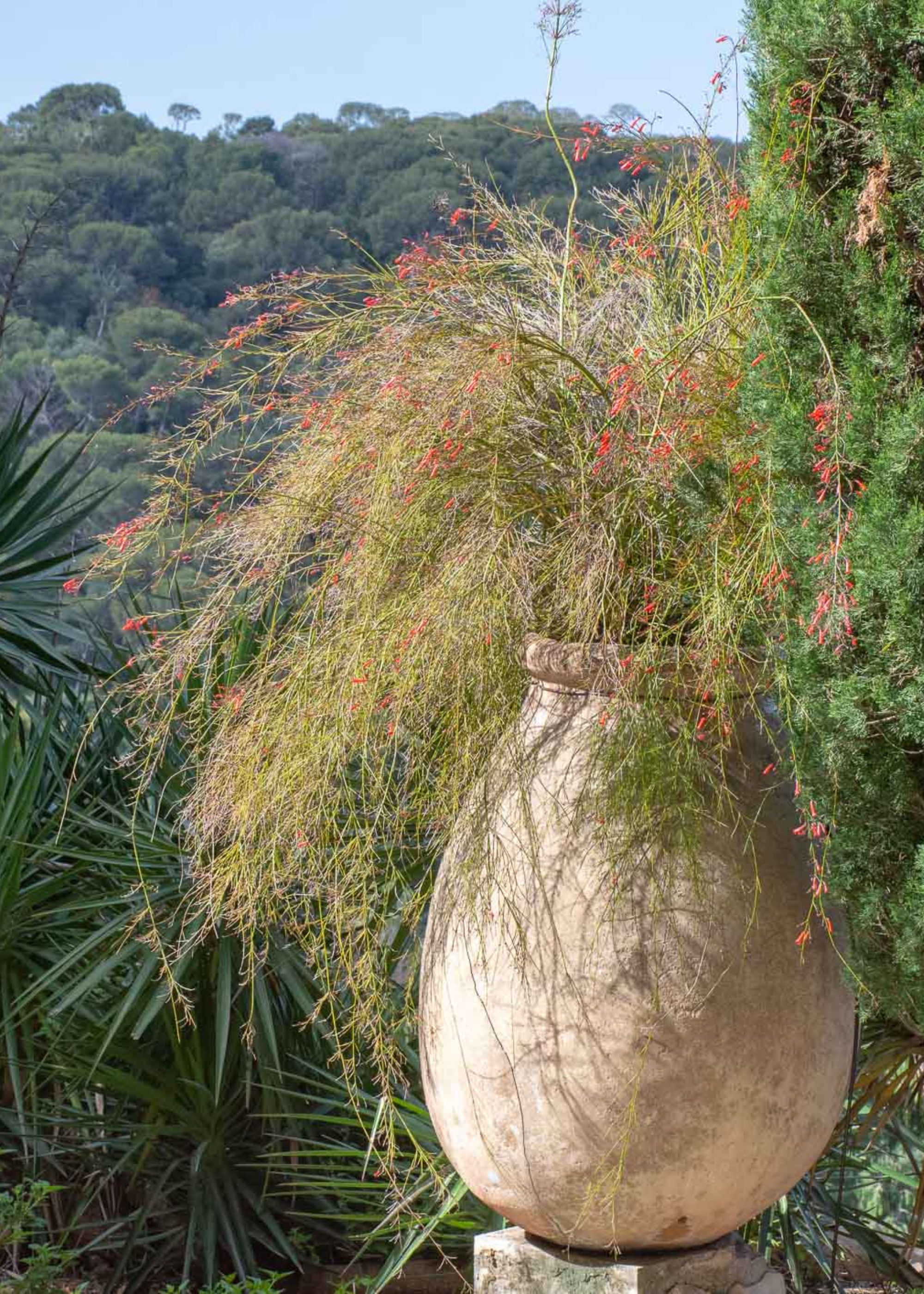 A large antique biot jar with feathered foliage on a pedestal